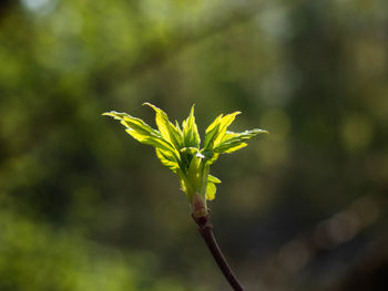 Close-up of plant