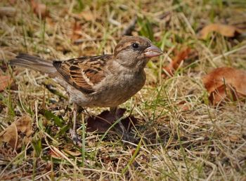 Close-up of bird perching on field