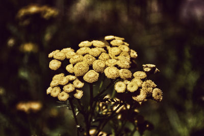 Close-up of flowering plant
