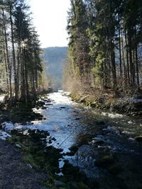 Scenic view of forest