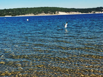 Seagull flying over sea