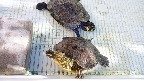 High angle view of birds on shore