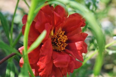 Close-up of red poppy blooming outdoors