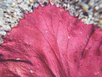 Close-up of multi colored flower