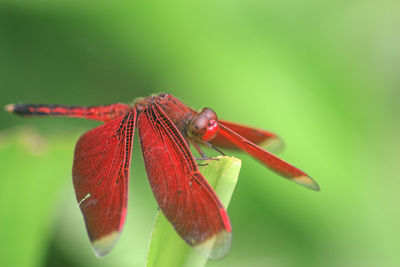 Closeup red dragonfly