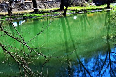 Reflection of trees in lake