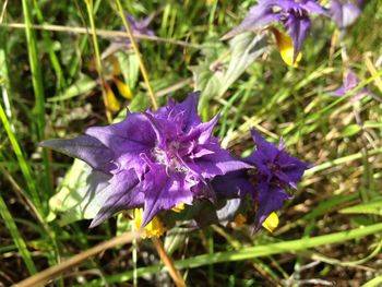 Close-up of purple crocus blooming outdoors