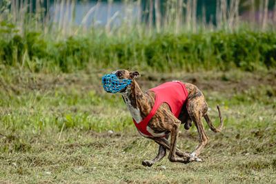 Whippet dog in red shirt running and chasing lure in the field on coursing competition