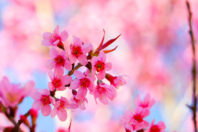 Close-up of pink cherry blossoms