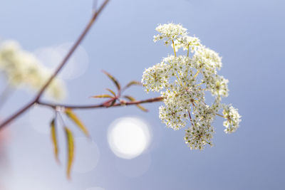 Low angle view of white flowering tree against sky