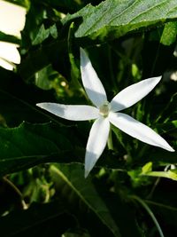 Close-up of white flowering plant