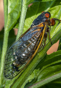 Close-up of insect on leaf