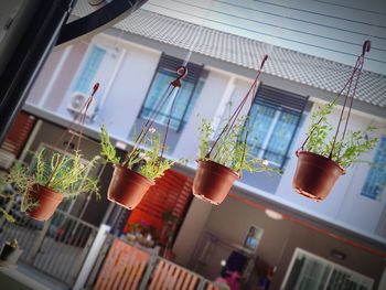 Low angle view of potted plants on building