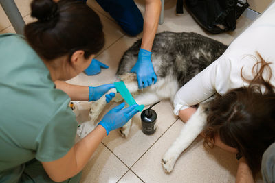 High angle view of husky dog in clinic