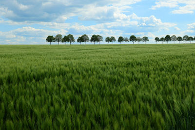 Scenic view of agricultural field against sky