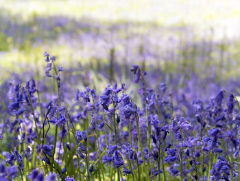 Close-up of purple flowers blooming