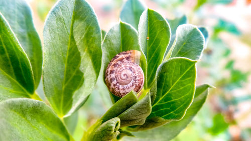 Close-up of snail on plant