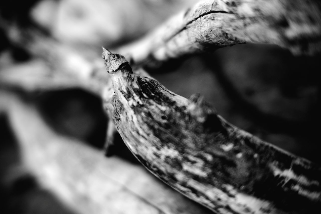 black and white, close-up, animal, animal themes, monochrome photography, black, one animal, monochrome, animal wildlife, macro photography, wildlife, reptile, no people, snake, nature, focus on foreground, animal body part, tree, branch, wood, day, outdoors, selective focus, white