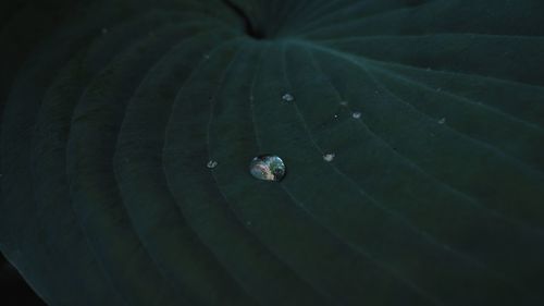 Full frame shot of wet plant