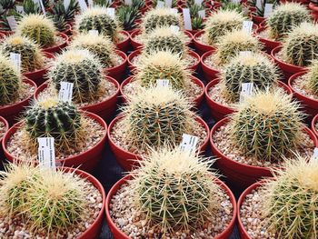 Full frame shot of succulent plants