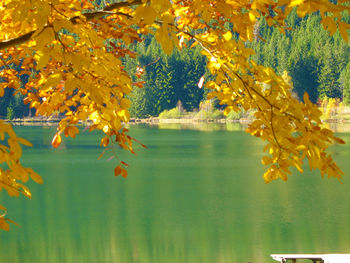 Autumn leaves on tree trunk