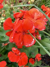 Close-up of wet red flowering plant