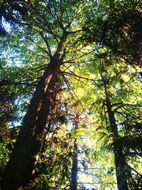 Low angle view of trees in forest