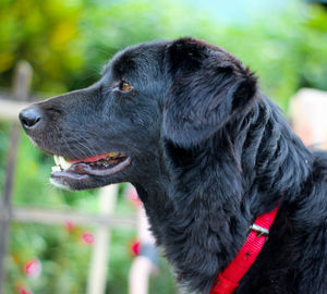 Close-up of black dog looking away