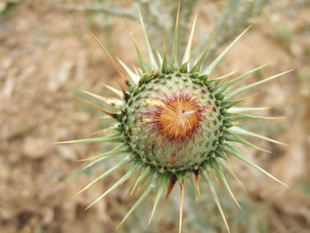 Close-up of succulent plant on field