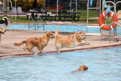 Dogs at poolside