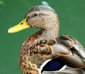 Close-up of a bird