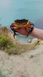 Large crab in hand close-up on a background of the sea