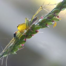 Close-up of insect on plant