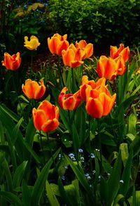 Close-up of flowering plants on field