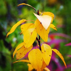 Close-up of yellow flowers