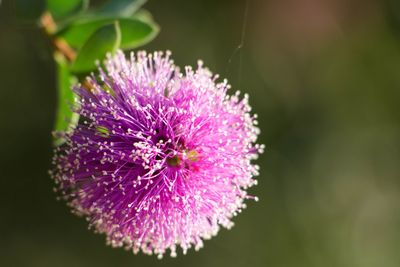 Close-up of purple flowering plant