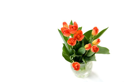 Close-up of red flowers against white background