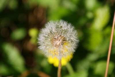 Close-up of dandelion against blurred background