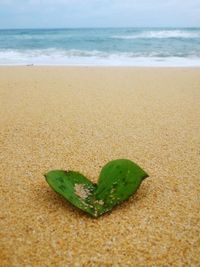 Leaf on sandy beach