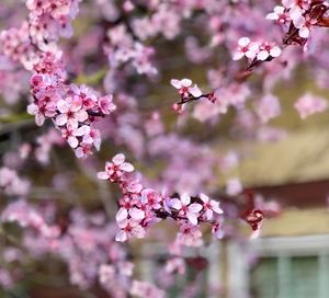 Close-up of pink cherry blossoms in spring