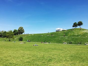 Scenic view of grassy field against blue sky