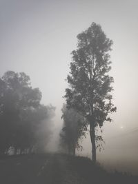 Trees by road against sky