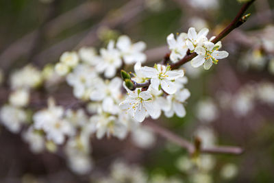 Close-up of white cherry blossoms in spring