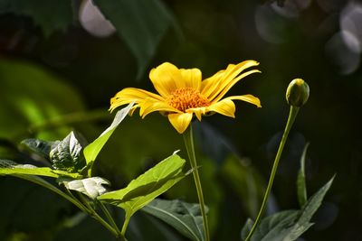 Close-up of yellow flowering plant