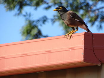 Low angle view of bird perching on roof against sky