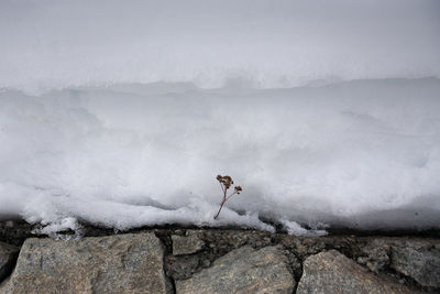 Rear view of plant on rock against mountain