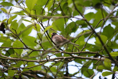 Low angle view of bird perching on tree