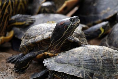 Close-up of turtle on field