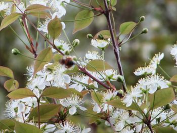 Close-up of white flowering plant
