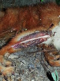 Close-up of dead animal